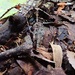 Xylaria oxyacanthae