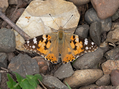 Vanessa cardui