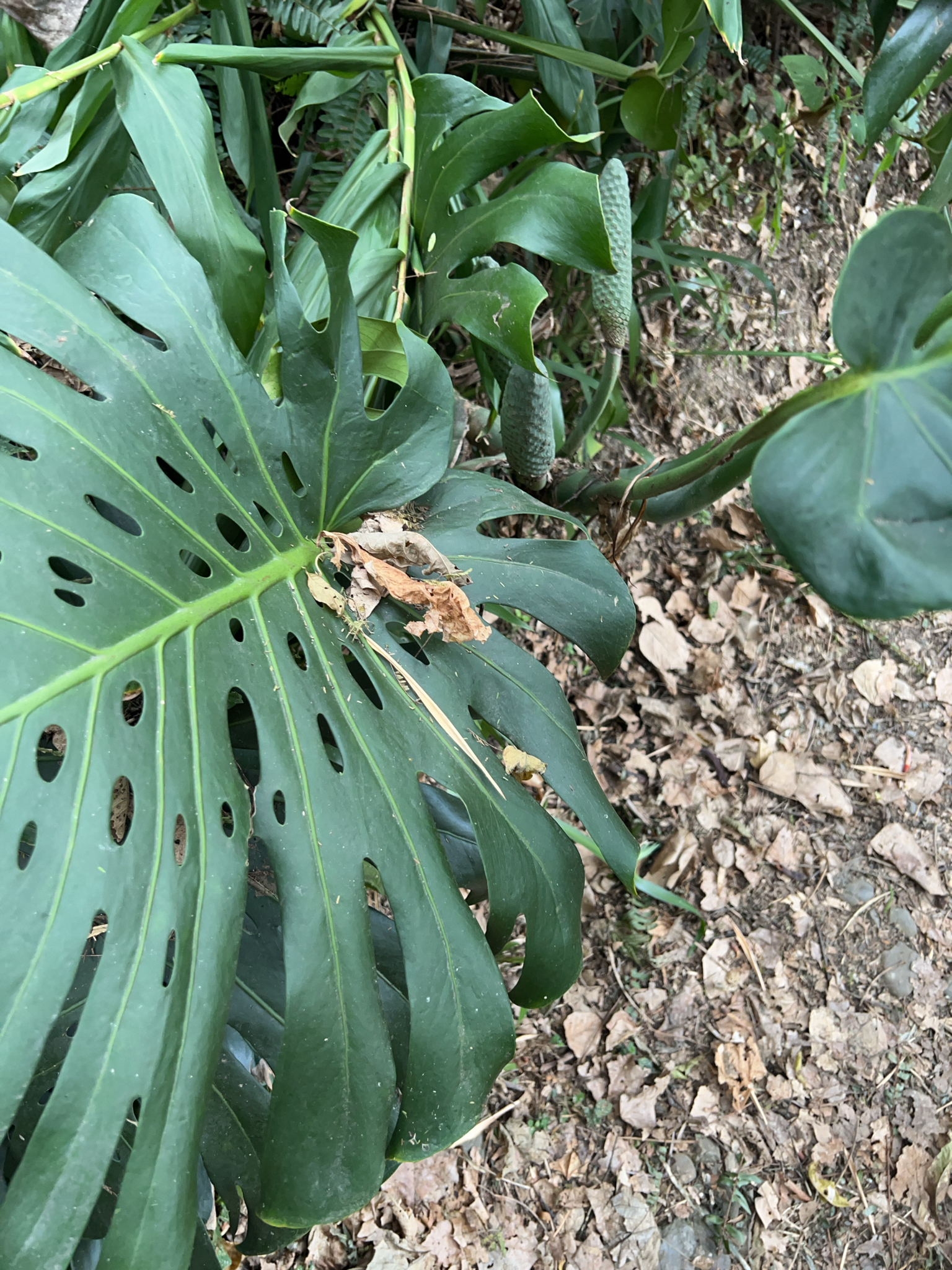 Monstera deliciosa image