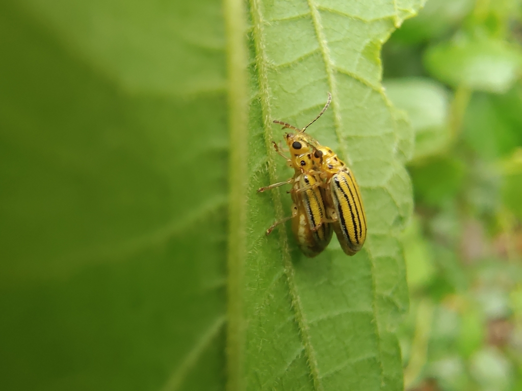 Xanthogaleruca lusca