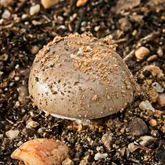 Amanita peltigera