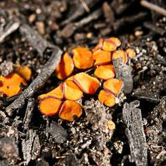 Anthracobia muelleri