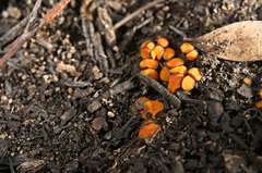 Anthracobia muelleri