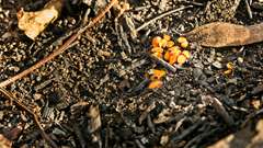 Anthracobia muelleri