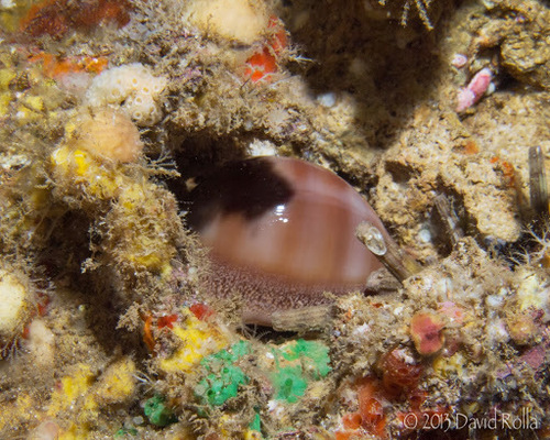Lyncina sulcidentata observed 2013-07-06