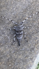 Acanthocinus aedilis