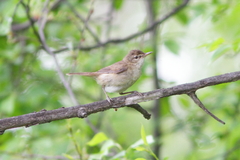 Acrocephalus dumetorum