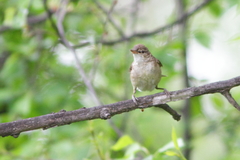 Acrocephalus dumetorum