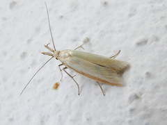 Pleurota pyropella