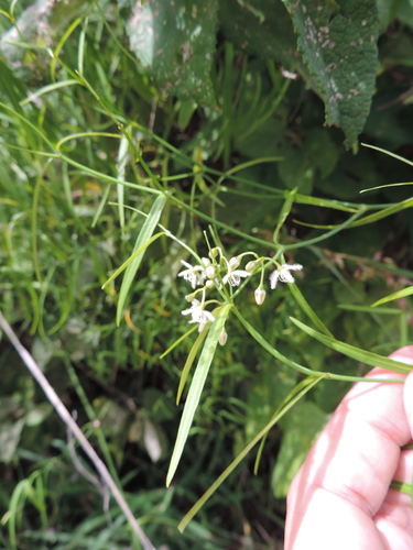 Periploca linearifolia image