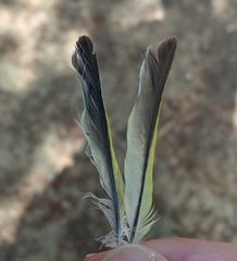 Chloris chloris aurantiiventris