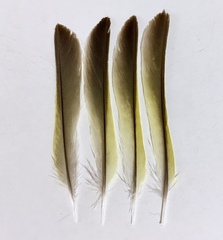 Chloris chloris aurantiiventris