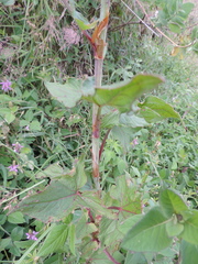 Rumex abyssinicus
