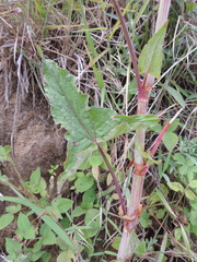 Rumex abyssinicus