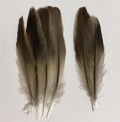 Chloris chloris aurantiiventris