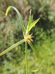 Kyllinga pauciflora image