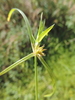 Cyperus ridleyi - Photo (c) Marco Schmidt, some rights reserved (CC BY-NC-SA), uploaded by Marco Schmidt