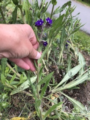 Anchusa officinalis