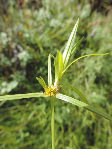 Kyllinga pauciflora image