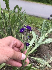 Anchusa officinalis