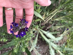 Anchusa officinalis