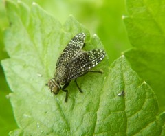 Platystoma