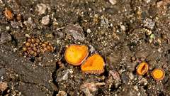 Anthracobia muelleri