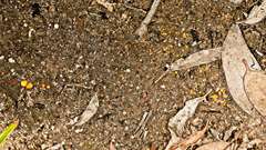 Anthracobia muelleri