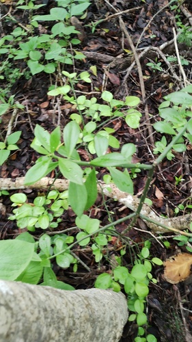 Pereskiopsis kellermanii, photograph 4