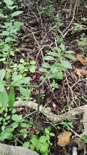 Pereskiopsis kellermanii, photograph 5