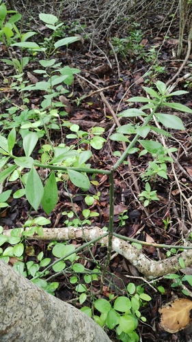 Pereskiopsis kellermanii, photograph 3