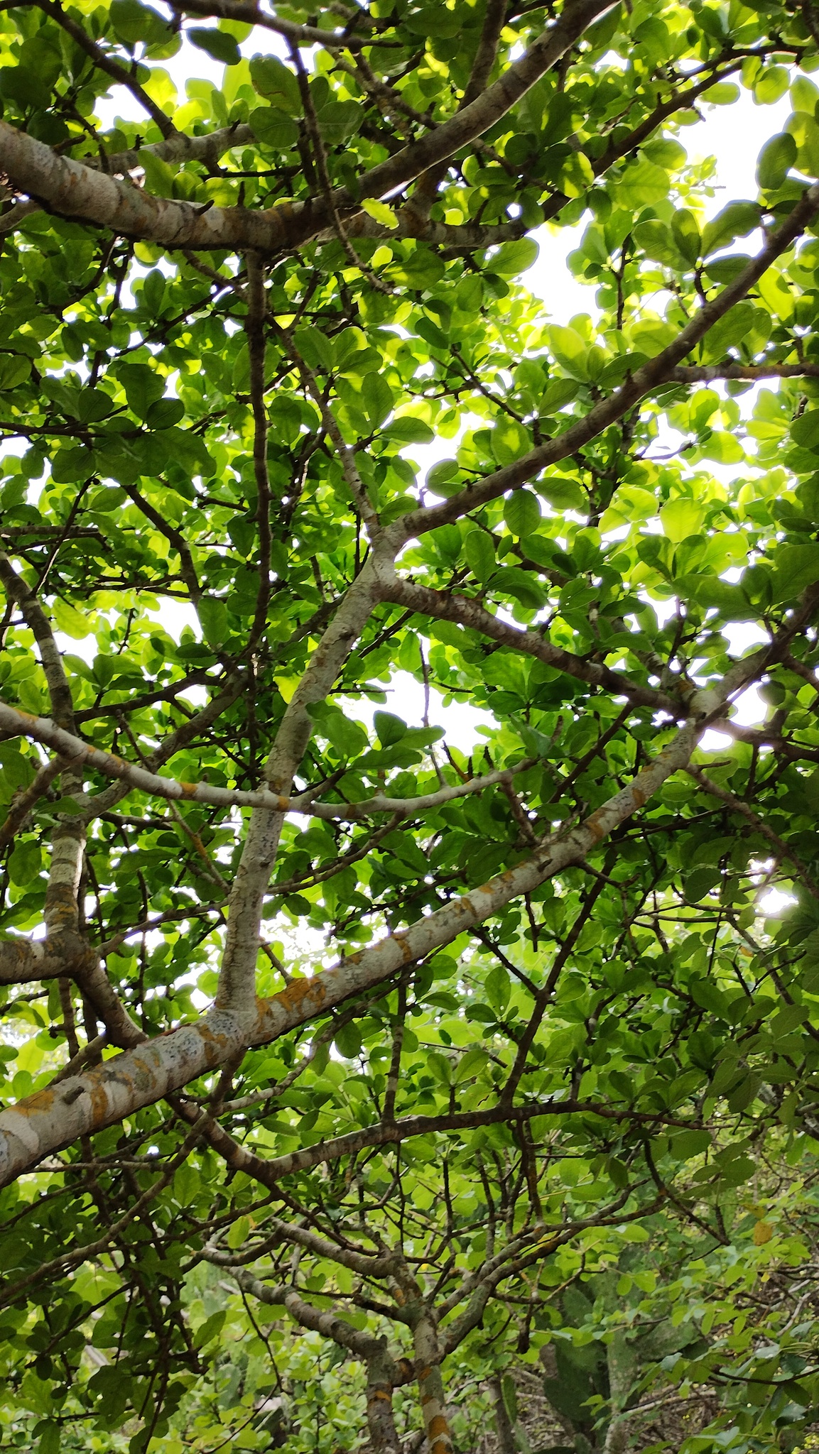Imagem de Bursera schlechtendalii
