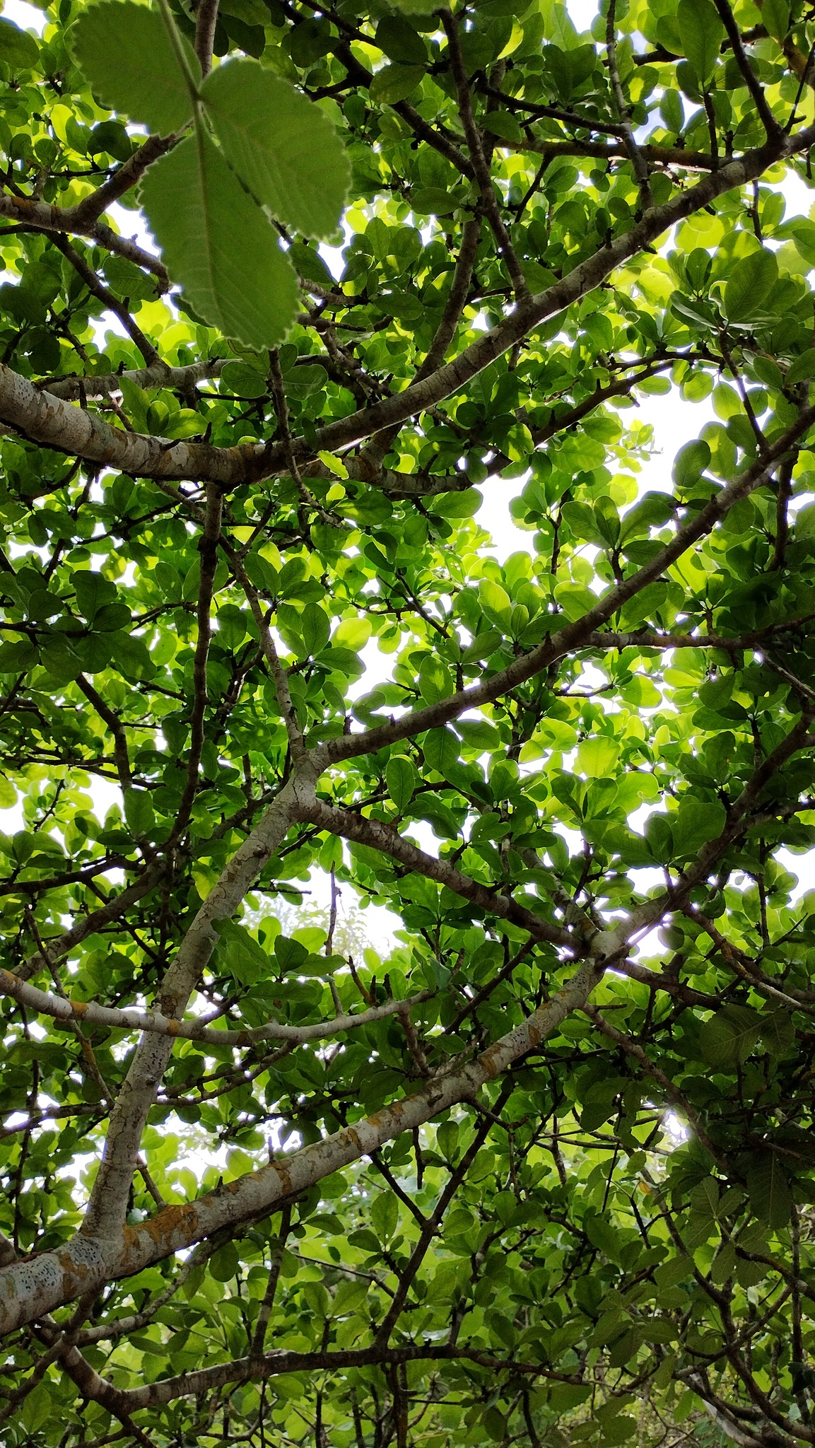 Imagem de Bursera schlechtendalii