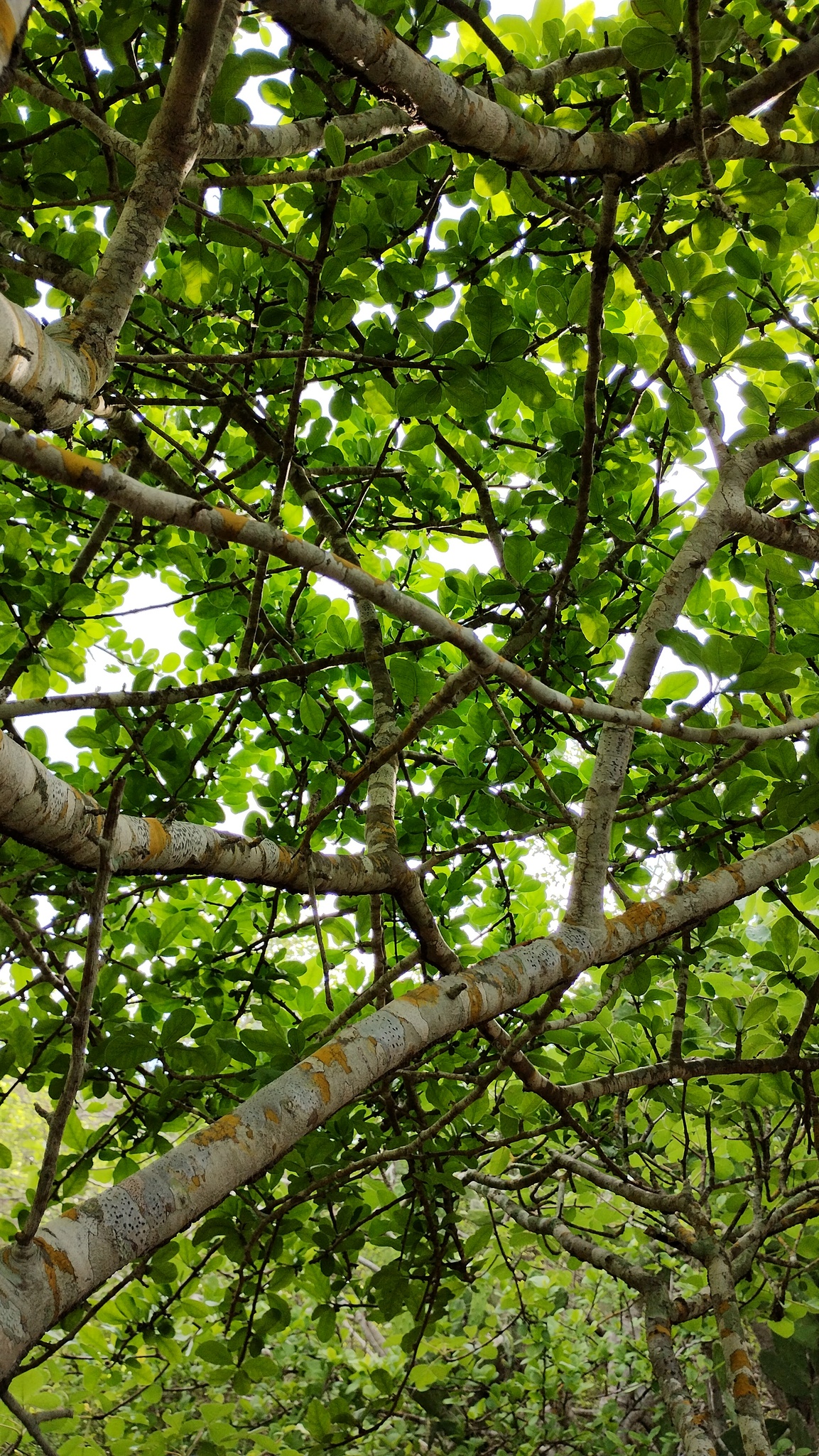 Imagem de Bursera schlechtendalii