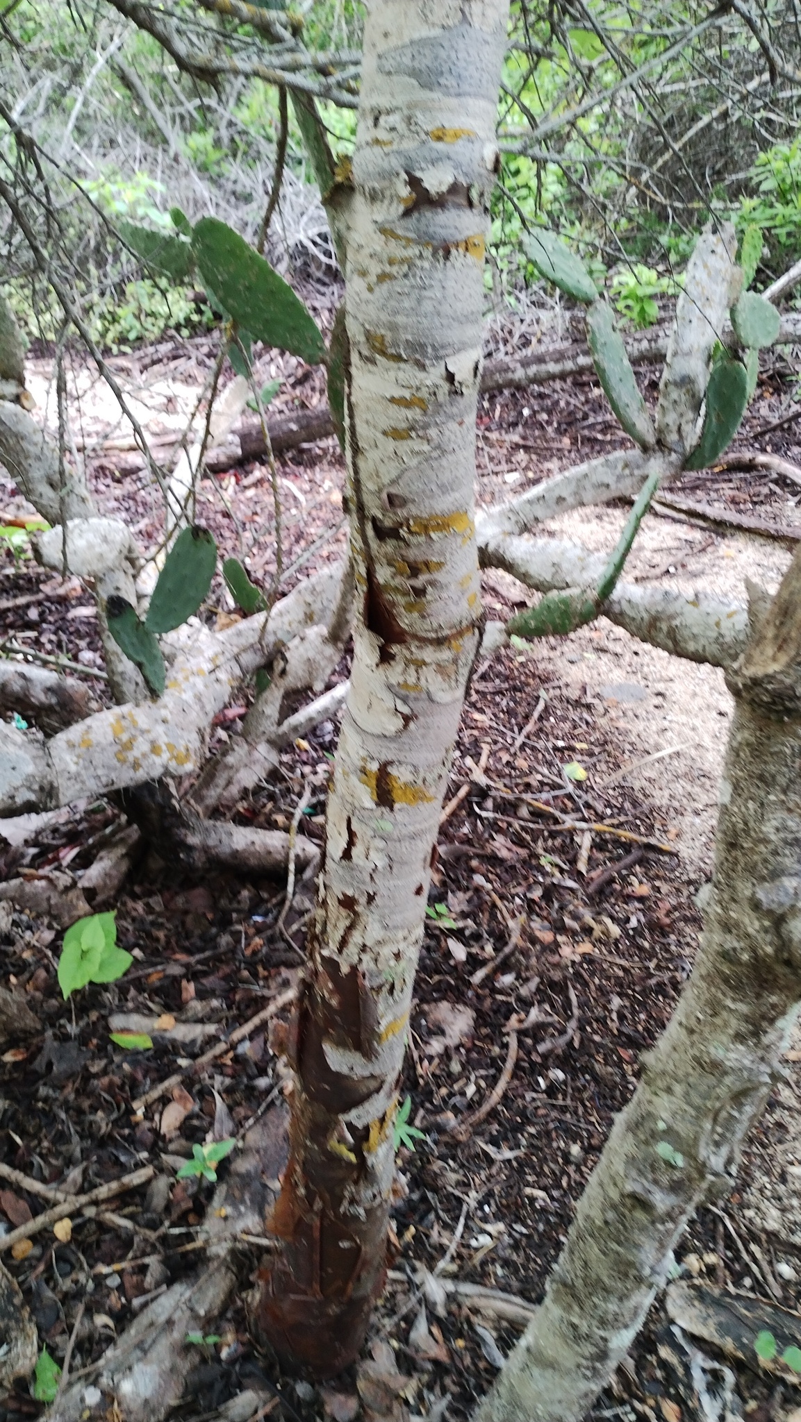 Imagem de Bursera schlechtendalii