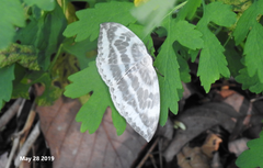 Cyclidia substigmaria