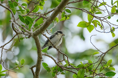 Parus minor commixtus