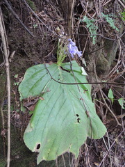 Streptocarpus arcuatus