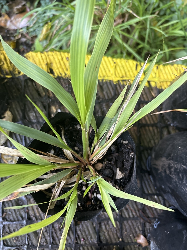 bush rice grass from Zealandia Ecosanctuary, Wellington, Wellington, NZ ...