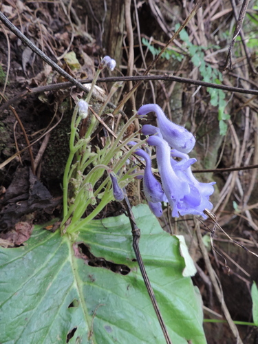 Streptocarpus arcuatus