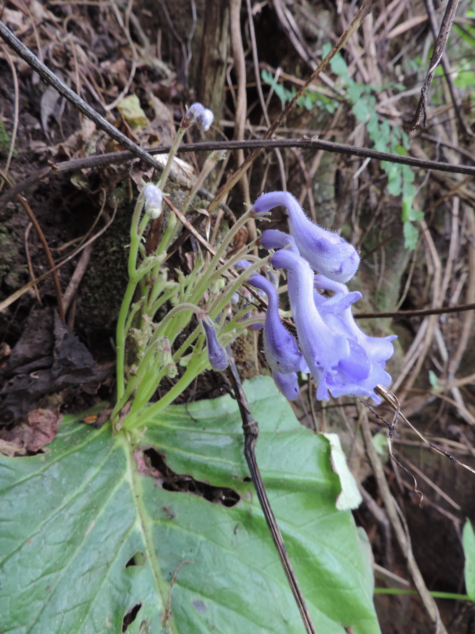 Streptocarpus arcuatus