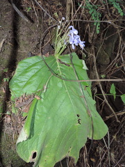 Streptocarpus arcuatus image
