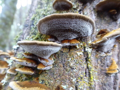 Inonotus nothofagi