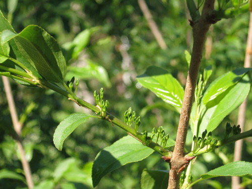 Image of Rhamnus ussuriensis by (c) Repina Tatyana, some rights reserved (CC BY)