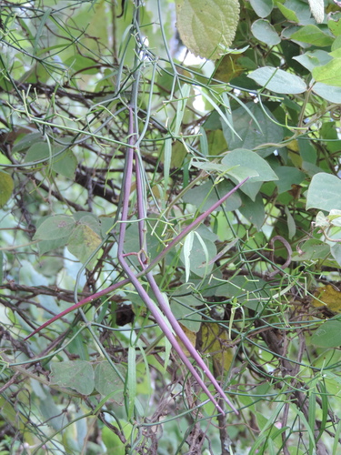 Periploca linearifolia image