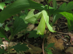 Polygonatum involucratum
