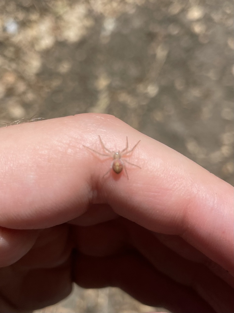 Philodromus quercicola