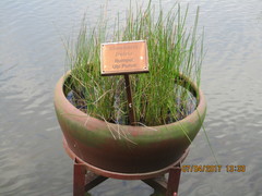 Eleocharis dulcis