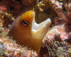 Gymnothorax melatremus