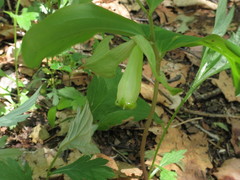 Polygonatum involucratum